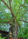 Colombo, Sri Lanka: Gangaramaya Temple - bodhi tree planted from a sapling taken from the most sacred Bodhi tree, the Sri Maha in Anuradhapura - Slave island - photo by M.Torres