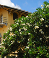 Galle, Southern Province, Sri Lanka: flowers and house near St. Mary's catholic cathedral - photo by M.Torres