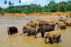 Kegalle, Sabaragamuwa province, Sri Lanka: Pinnawala Elephant preserve - herd of elephants bathing in the river - photo by M.Torres