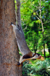 Sigiriya, Central Province, Sri Lanka: Grizzled Giant Squirrel - Ratufa macroura dandolena - fauna - photo by M.Torres