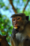 Sigiriya, Central Province, Sri Lanka: monkey eating fruit on a tree - photo by M.Torres