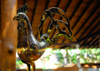 Bentota, Galle District, Southern Province, Sri Lanka: metal rooster - photo by M.Torres