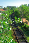 Bentota, Galle District, Southern Province, Sri Lanka: British built railway line along the western coast - rail tracks and flowers - photo by M.Torres