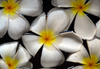 Bentota, Galle District, Southern Province, Sri Lanka: plumeria flowers floating on water - frangipani - photo by M.Torres