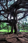 Peradeniya, Kandy, Central province, Sri Lanka: Giant Java Willow Tree / Java Fig tree, Ficus Benjamina - Royal Botanical Gardens of Peradeniya - photo by M.Torres