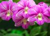 Peradeniya, Kandy, Central province, Sri Lanka: veined orchids - Royal Botanical Gardens of Peradeniya - photo by M.Torres