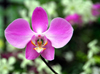 Peradeniya, Kandy, Central province, Sri Lanka: magenta orchid - Royal Botanical Gardens of Peradeniya - photo by M.Torres