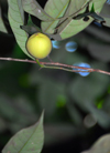 Palapathwela / Palapatwala, Matale, Central province, Sri Lanka: nutmeg - fruit of the Myristica fragrans tree - botany - LuckGrove Gardens - photo by M.Torres
