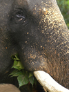 Kegalle, Sabaragamuwa province, Sri Lanka: Pinnawela Elephant Orphanage - Pinnawala - elephant close-up - eye and tusk - Rambukkana - photo by B.Cain