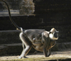 Polonnaruwa, North Central province, Sri Lanka: monkey with baby - photo by B.Cain