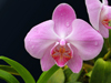 Peradeniya, Kandy, Central province, Sri Lanka: pink orchid with water drops - flower - Royal Botanical Gardens of Peradeniya - photo by B.Cain