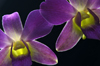 Peradeniya, Kandy, Central province, Sri Lanka: purple orchids - flowers - Royal Botanical Gardens of Peradeniya - photo by B.Cain