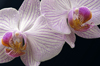 Peradeniya, Kandy, Central province, Sri Lanka: purple-veined white orchids - Royal Botanical Gardens of Peradeniya - photo by B.Cain