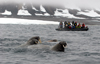 Svalbard - Spitsbergen island: tourists aboard a Zodiac observe a group of  walrus diving for clams in the waters off Spitsbergen - photo by R.Eime