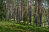 lvdalen, Dalarnas ln, Sweden: in the woods of Navardalen - photo by A.Ferrari