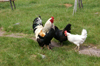 lvdalen, Dalarnas ln, Sweden: rooster and chickens - ecological farm - photo by A.Ferrari