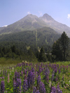 Switzerland - Maloja / Maloggia - Graubnden / Grigioni canton - flowers and mountains - Engadine valley - photo by J.Kaman