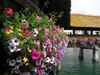 Switzerland - Luzern / Lucerne: Flower detail of Chapel bridge - photo by J.Kaman