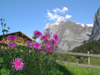 Wengen, Berner Oberland, Switzerland: chalet, pink flowers and mountains - photo by E.Keren