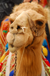 Palmyra / Tadmor, Homs governorate, Syria: camel close up - photo by M.Torres / Travel-Images.com