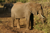 Africa - Tanzania - Elephant in Lake Manyara National Park - photo by A.Ferrari