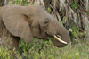 Africa - Tanzania - Elephant having lunch in Lake Manyara National Park - photo by A.Ferrari