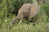 Africa - Tanzania - Elephant feeding in Lake Manyara National Park - photo by A.Ferrari