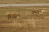 Tanzania - Lions in Ngorongoro Crater - photo by A.Ferrari