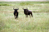 Tanzania - Wildebeests in Ngorongoro Crater - gnus - photo by A.Ferrari