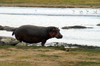 Tanzania - Hippopotamus on land in Ngorongoro Crater - hippo (photo by A.Ferrari)