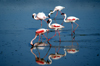 Tanzania - Flamingos on the Magadi Lake, Ngorongoro Crater (photo by A.Ferrari)