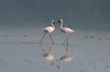 Tanzania - Flamingos on the Magadi Lake, Ngorongoro Crater (photo by A.Ferrari)