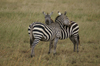 Africa - Tanzania - Zebras looking after each other, Serengeti National Park - photo by A.Ferrari