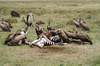 Africa - Tanzania - Vultures having zebra for lunch, Serengeti National Park - photo by A.Ferrari