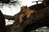 Africa - Tanzania - Lion in a tree, Serengeti National Park - photo by A.Ferrari