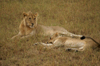 Africa - Tanzania - Young lions in Serengeti National Park - photo by A.Ferrari