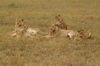 Africa - Tanzania - A group of young lions in Serengeti National Park - photo by A.Ferrari