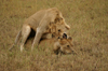 Africa - Tanzania - Young lions discovering the secrets of life, Serengeti National Park - photo by A.Ferrari