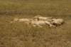Africa - Tanzania - Lazy lions, Serengeti National Park - photo by A.Ferrari