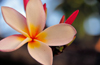 Dar es Salaam, Tanzania: the five petals of a white frangipani flower - plumeria - photo by M.Torres