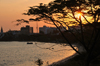 Dar es Salaam, Tanzania: sunset on the bay - acacia tree and the waterfront - photo by M.Torres