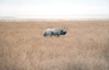 Tanzania - Tanganyika - Ngorongoro: black rhino - endangered species - photo by N.Cabana