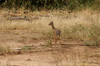 Africa - Tanzania - Dik-dik antelope, Madoqua kirkii - in Lake Manyara National Park - photo by A.Ferrari