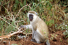 Africa - Tanzania - Vervet Monkey, Chlorocebus pygerythrus - in Lake Manyara National Park - photo by A.Ferrari
