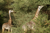 Africa - Tanzania - Giraffes in Lake Manyara National Park - photo by A.Ferrari