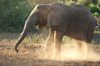 Africa - Tanzania - Elephant making dust - Lake Manyara National Park - photo by A.Ferrari