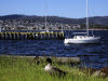 Tasmania - Australia - Hobart: duck and marina (photo by M.Samper)