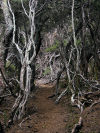 Australia - Tasmania - Tasman National Park: dry (photo by Fiona Hoskin)