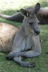 Tasmania - Australia - Tasmania - Southern Tasmania: kangaroo resting at a wild life sanctuary (photo by Fiona Hoskin)