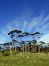 Australia - Tasmania - Maria Island: trees (photo by  M.Samper)